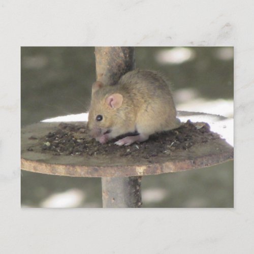 Cute Mouse Sneaking a Meal Postcard