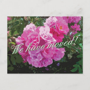 Cute moving postcards with pink rose flowers