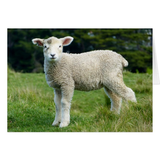 Cute Muddy Lamb in Green Meadow Custom Text Cards (Front Horizontal)