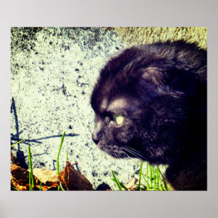 Cute Munchkin Cat In The Sunlight Poster