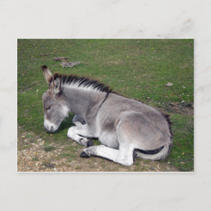 Cute New Forest Donkey Postcard