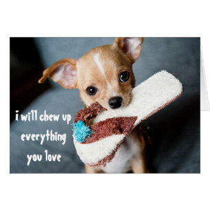 Cute New Puppy Chihuahua Chewing Funny Humor