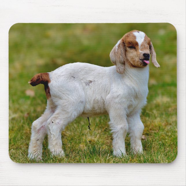 Cute newborn boer goat kid mouse pad (Front)