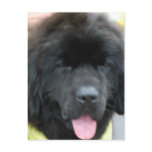 Cute Newfoundland Postcard