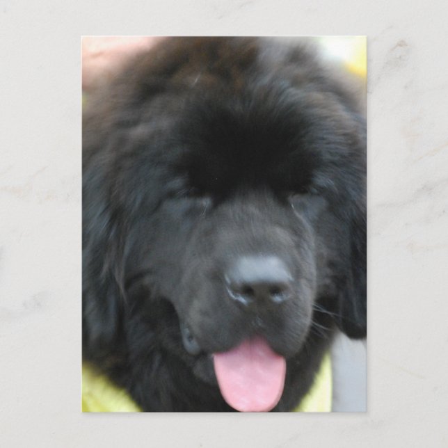 Cute Newfoundland Postcard (Front)