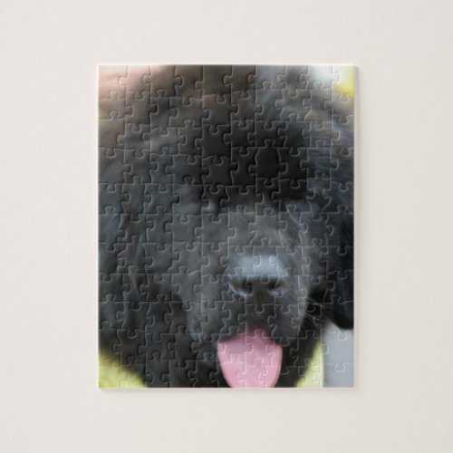 Cute Newfoundland Puzzle