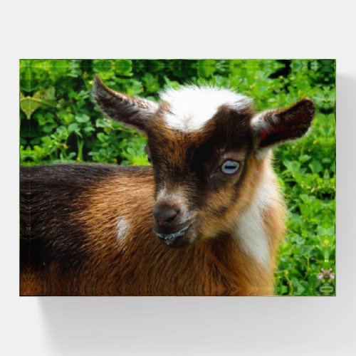 Cute Nigerian Dwarf Dairy Goat Kid Paperweight