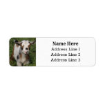 Cute Nigerian Dwarf Dairy Goat Kid Return Address Label