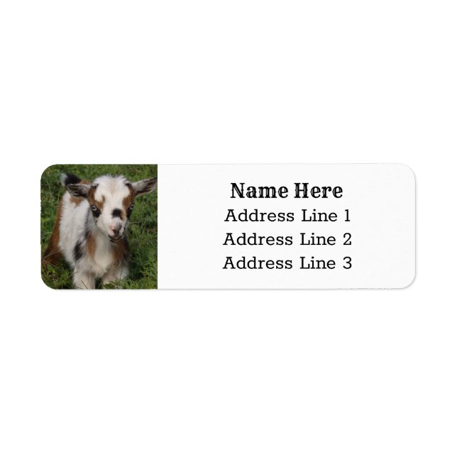 Cute Nigerian Dwarf Dairy Goat Kid Return Address Label (Front)