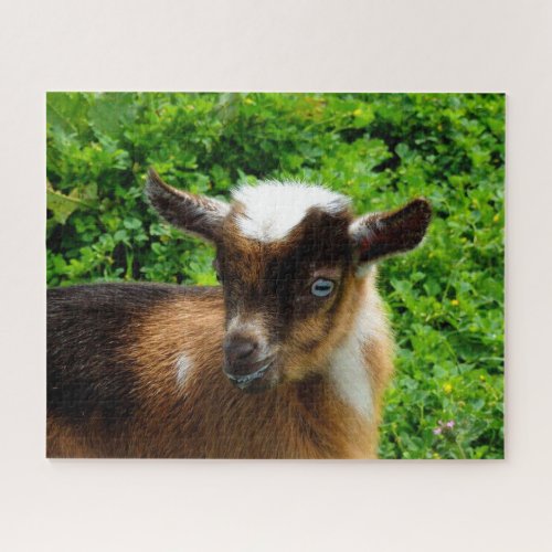 Cute Nigerian Dwarf Goat Kid with Blue Eyes Jigsaw Puzzle