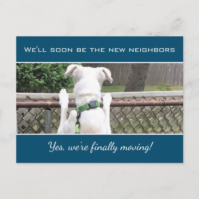 Cute Nosey White Puppy Dog Spying On Neighbors Announcement Postcard (Front)