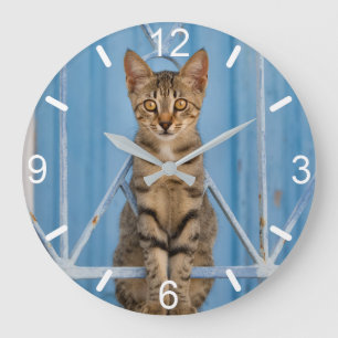 Cute Nosy Tabby Cat Kitten Sitting in a Blue Fence Large Clock