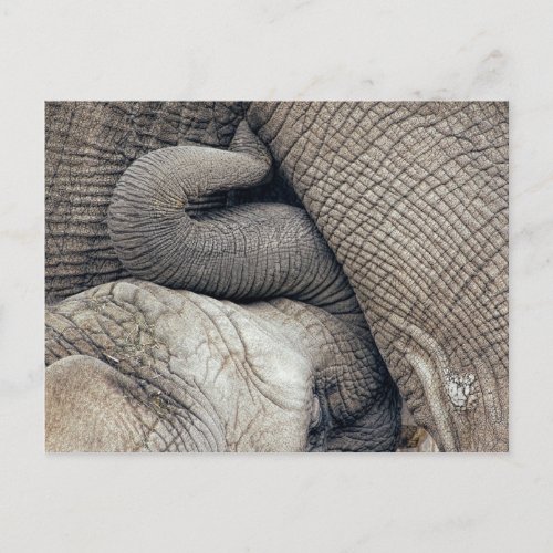 Cute Nursing Baby Elephant Breastfed By Mother Postcard