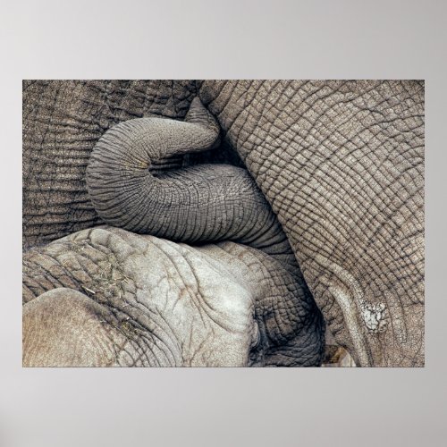 Cute Nursing Baby Elephant Breastfed By Mother Poster