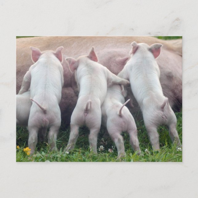 Cute Nursing Piglets Postcard (Front)