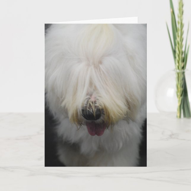 Cute Old English Sheepdog Greeting Cards (Front)