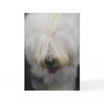 Cute Old English Sheepdog Greeting Cards