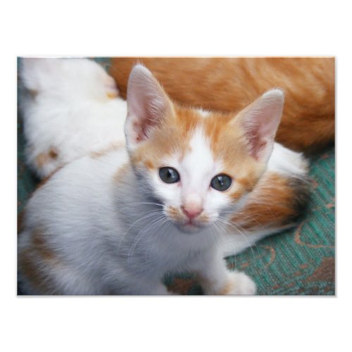 Cute Orange and White Kitten Poster