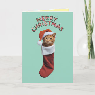 Cute Orange Cat Christmas Holiday Card