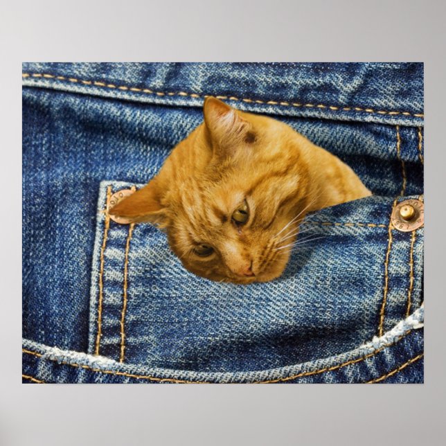 Cute Orange Cat in Denim Pocket Funny Animal Gift Poster (Front)