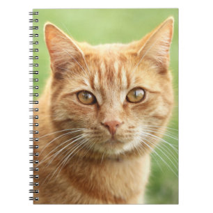 Cute orange cat portrait notebook