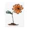 Cute Orange Flower