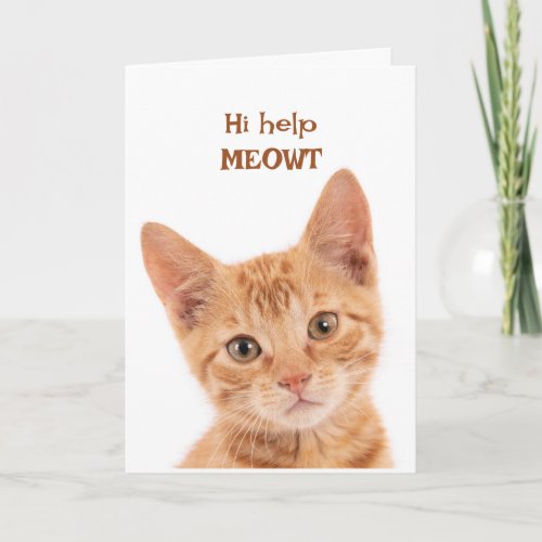 Cute Orange Kitten Hi How are you Funny Animal  Card