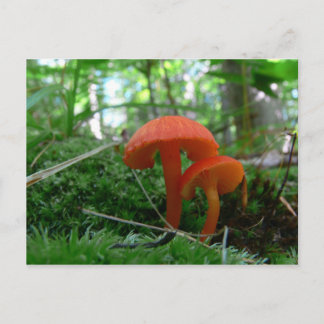 Cute Orange Mushrooms Postcard