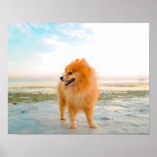 Cute Orange Pomeranian in Sand at the Beach Poster