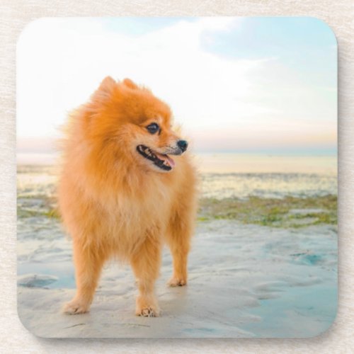 Cute Orange Pomeranian on Beach Beverage Coaster