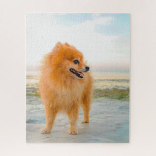 pomeranian puzzle