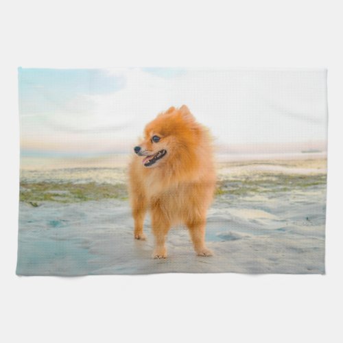 Cute Orange Pomeranian on Sandy Beach Towel