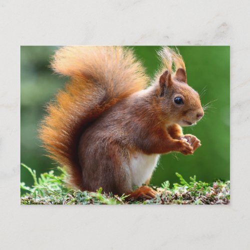 Cute orange squirrel postcard