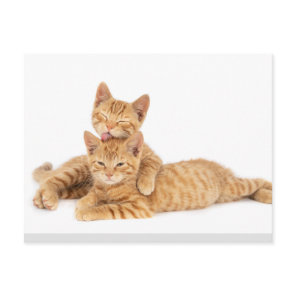 Cute Orange Tabby Cat Kitten Postcard