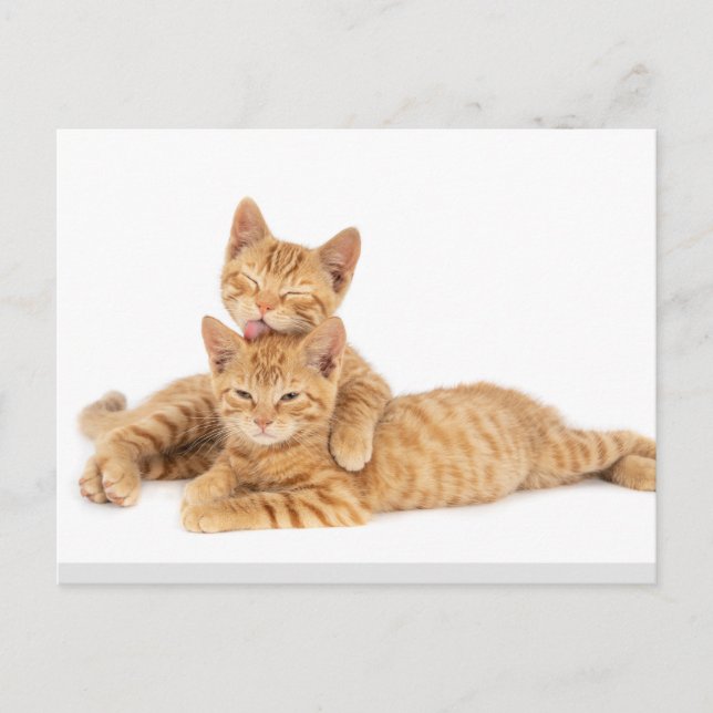Cute Orange Tabby Cat Kitten Postcard (Front)