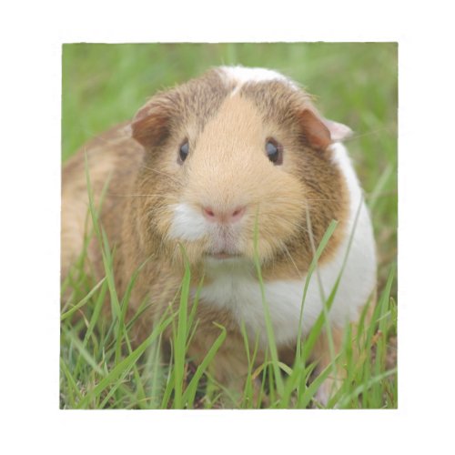 Cute orange_white guinea pig in grass notepad