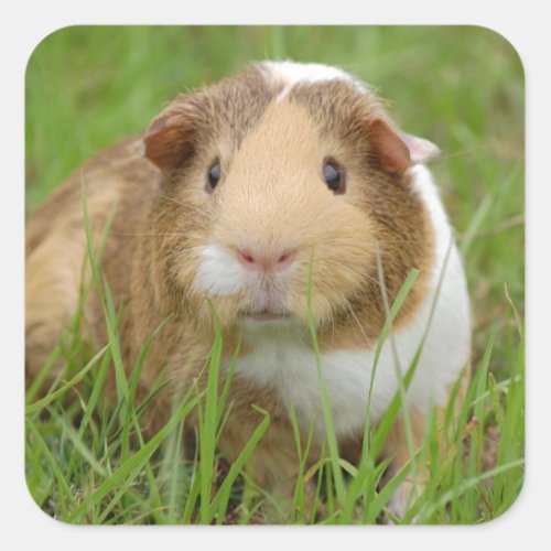 Cute orange_white guinea pig in grass square sticker