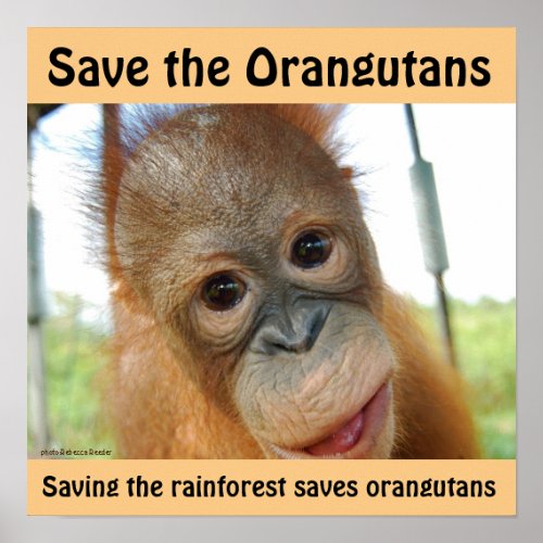 Cute Orangutan Endangered Species Poster