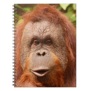 Cute orangutan notebook
