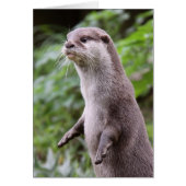 Cute otter (Front)