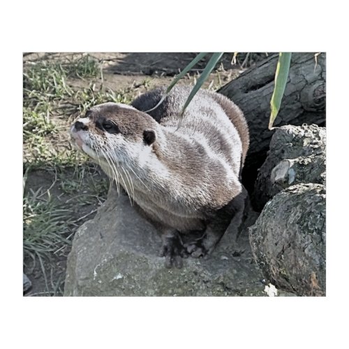 CUTE OTTER  ACRYLIC PRINT