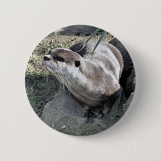 CUTE OTTER  BUTTON (Front)