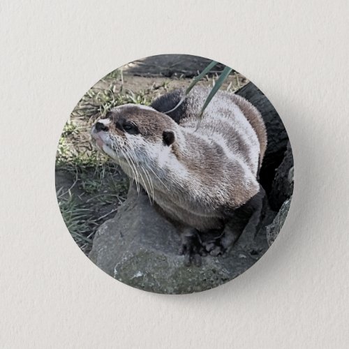 CUTE OTTER  BUTTON