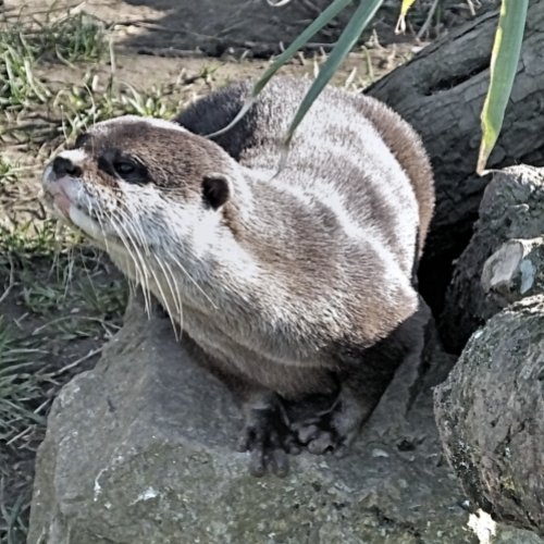 CUTE OTTER  CANVAS PRINT