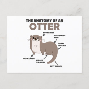 Cute Otter Explanation Anatomy Of An Otter Postcard
