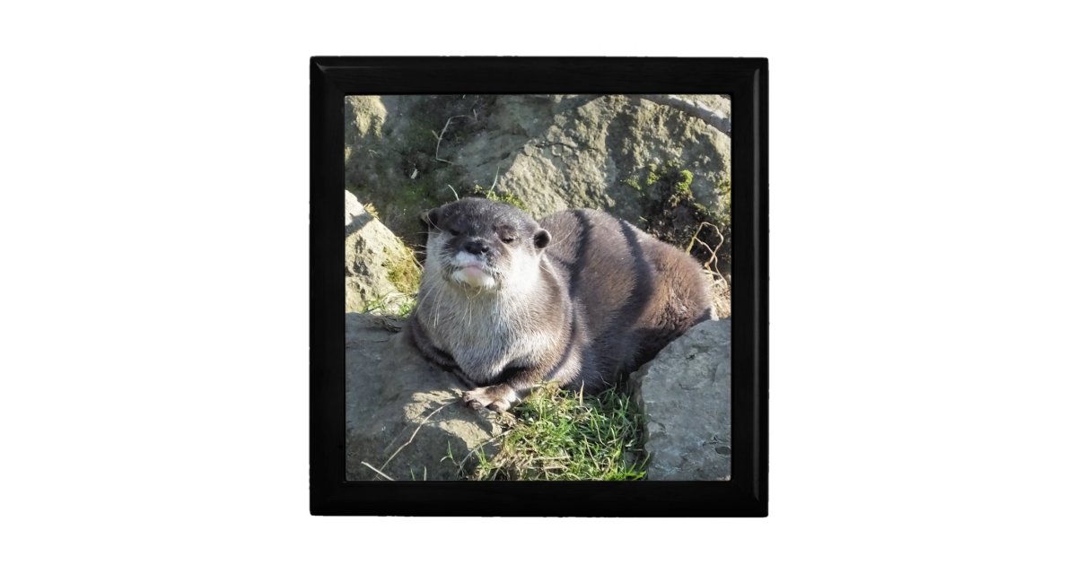 CUTE OTTER GIFT BOX | Zazzle