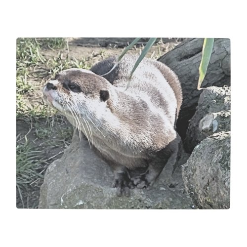 CUTE OTTER   METAL PRINT