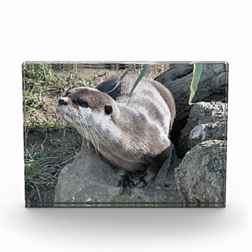 CUTE OTTER  PHOTO BLOCK