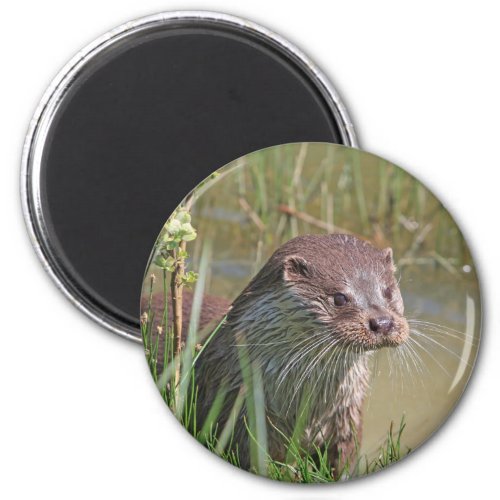 Cute otter photo magnet gift idea magnet