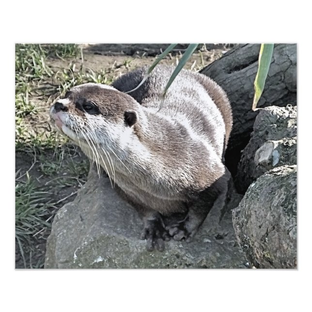 CUTE OTTER   PHOTO PRINT (Front)